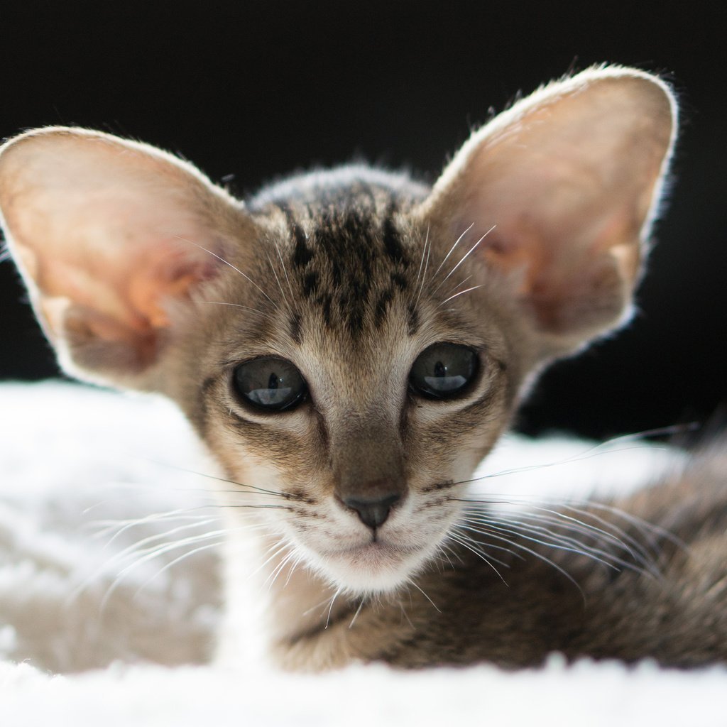 Ориентальная кошка антиаллергенная