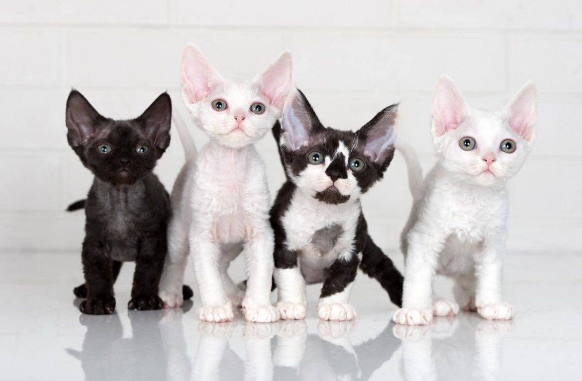 Кот породы Девон рекс