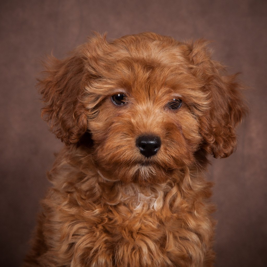 Карликовый пудель мальтипу