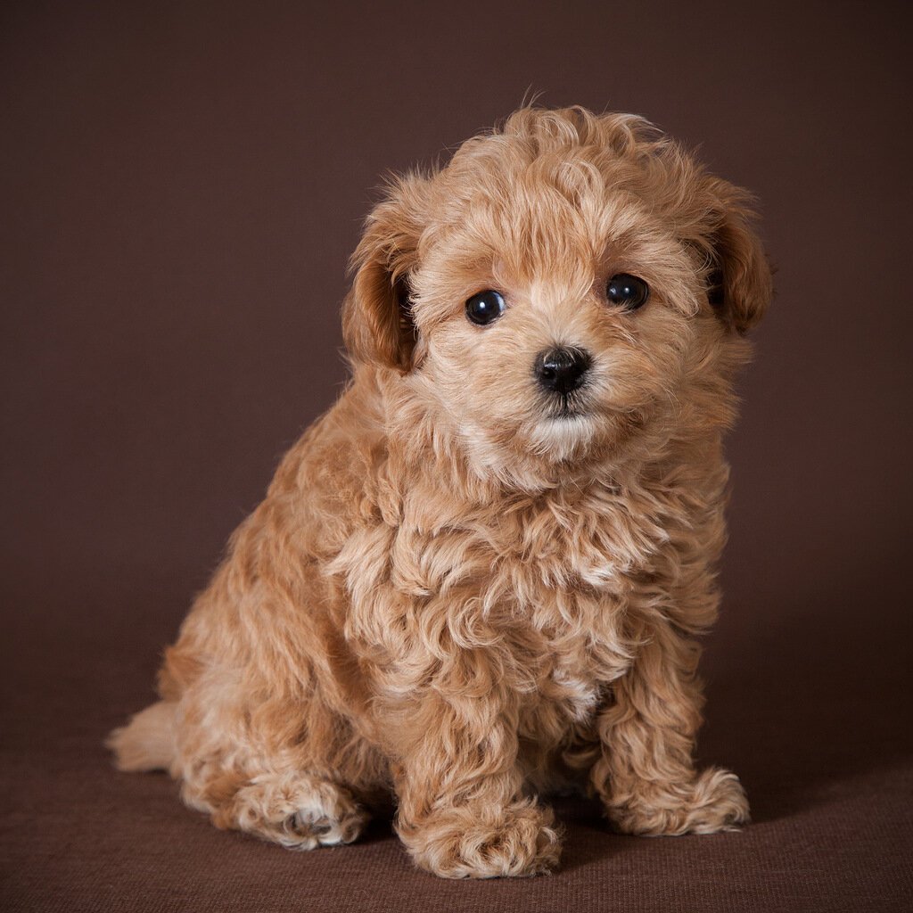 Мальтипу собака