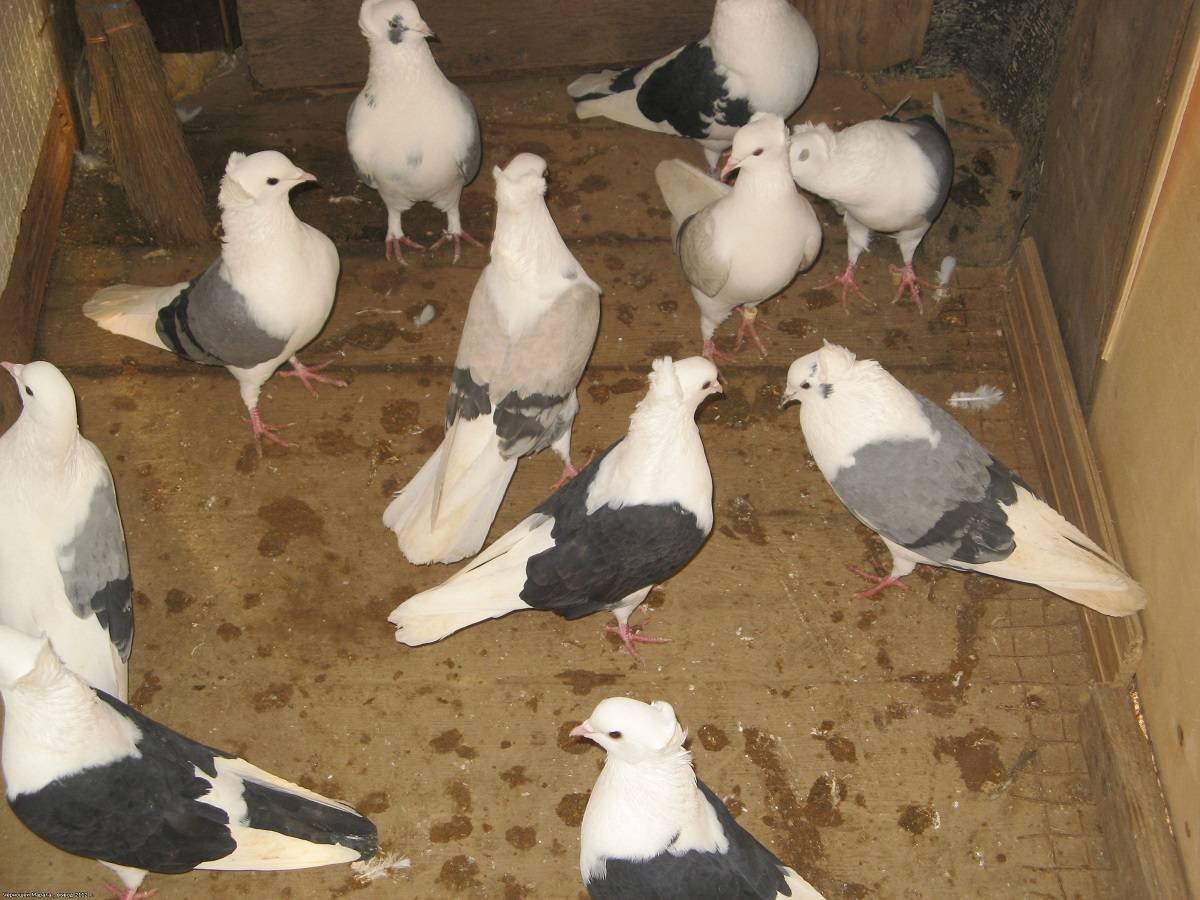 Бакинские бойные голуби