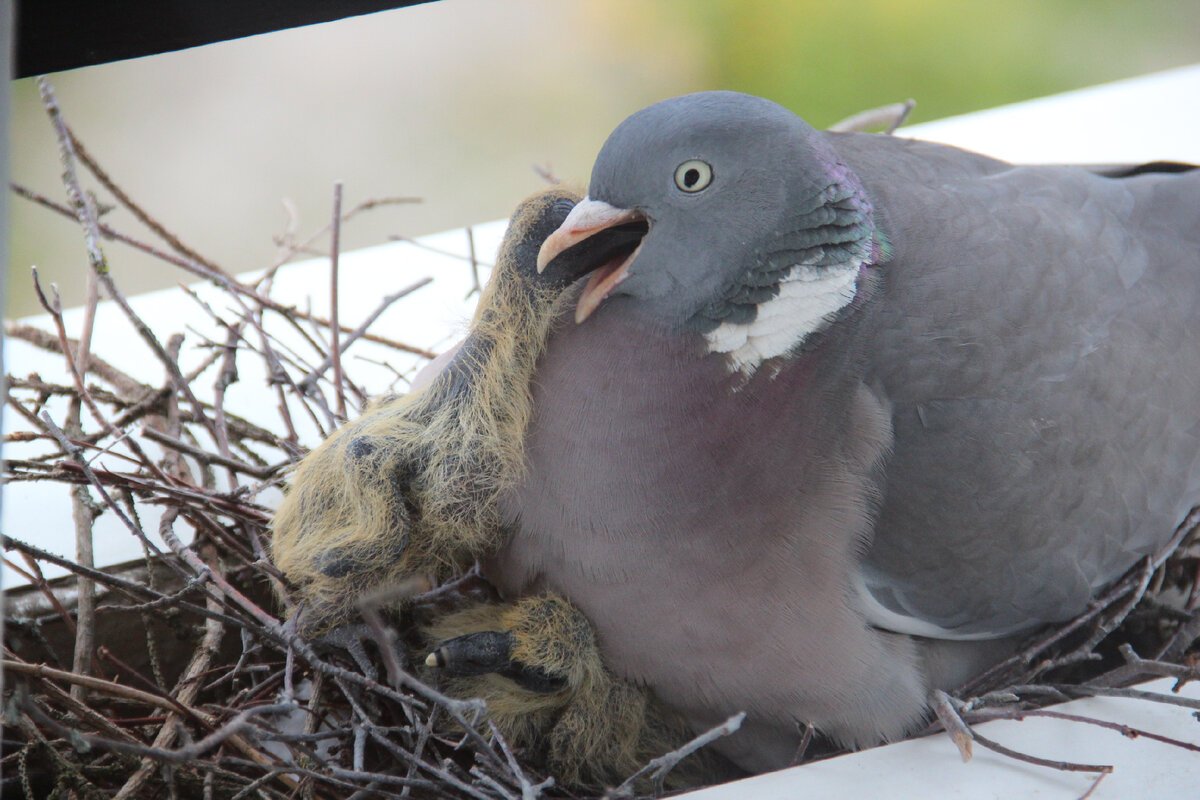 Голубь вяхирь птенец