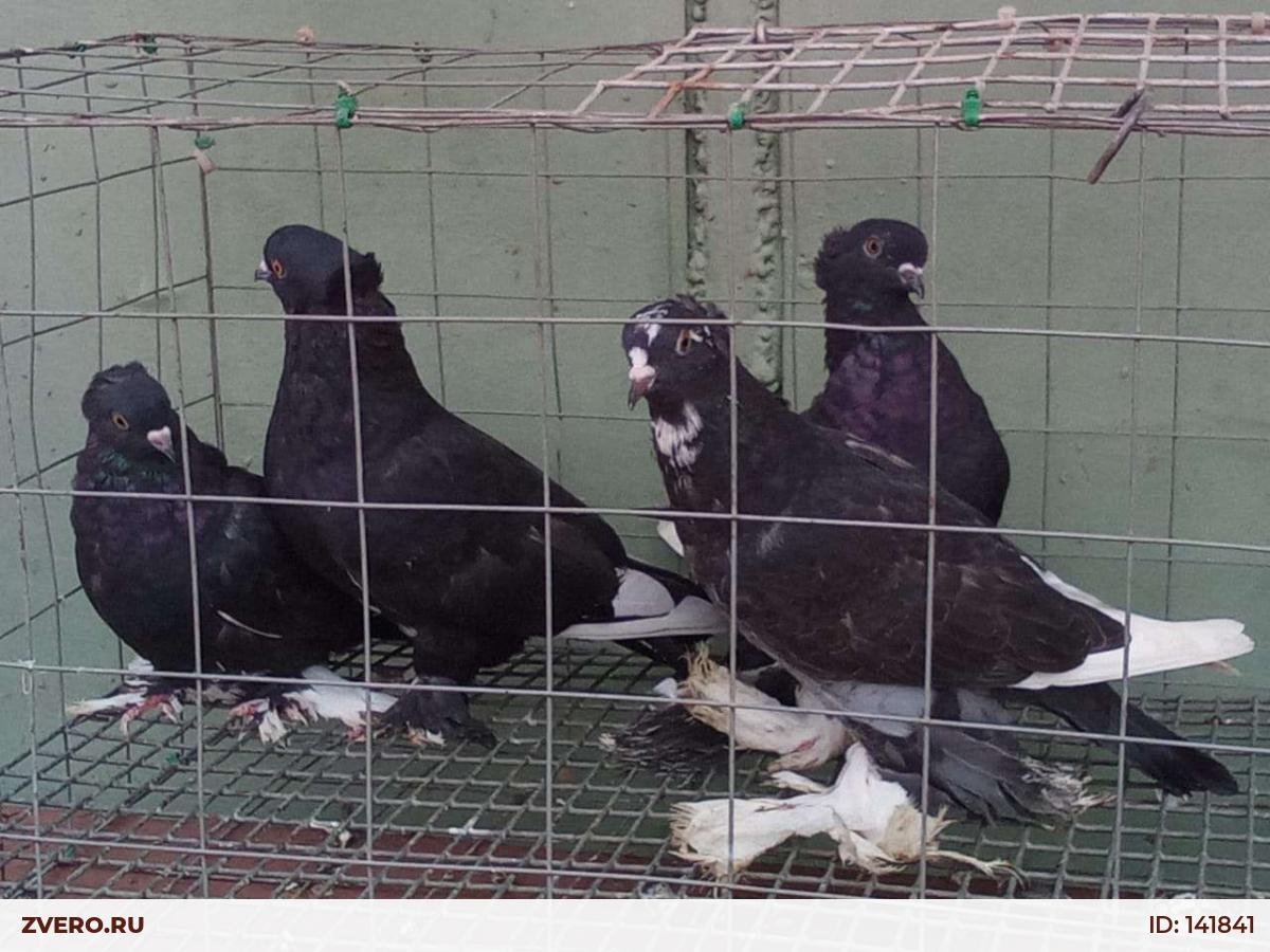 ЛЕНАКАНСКИ голуби авито