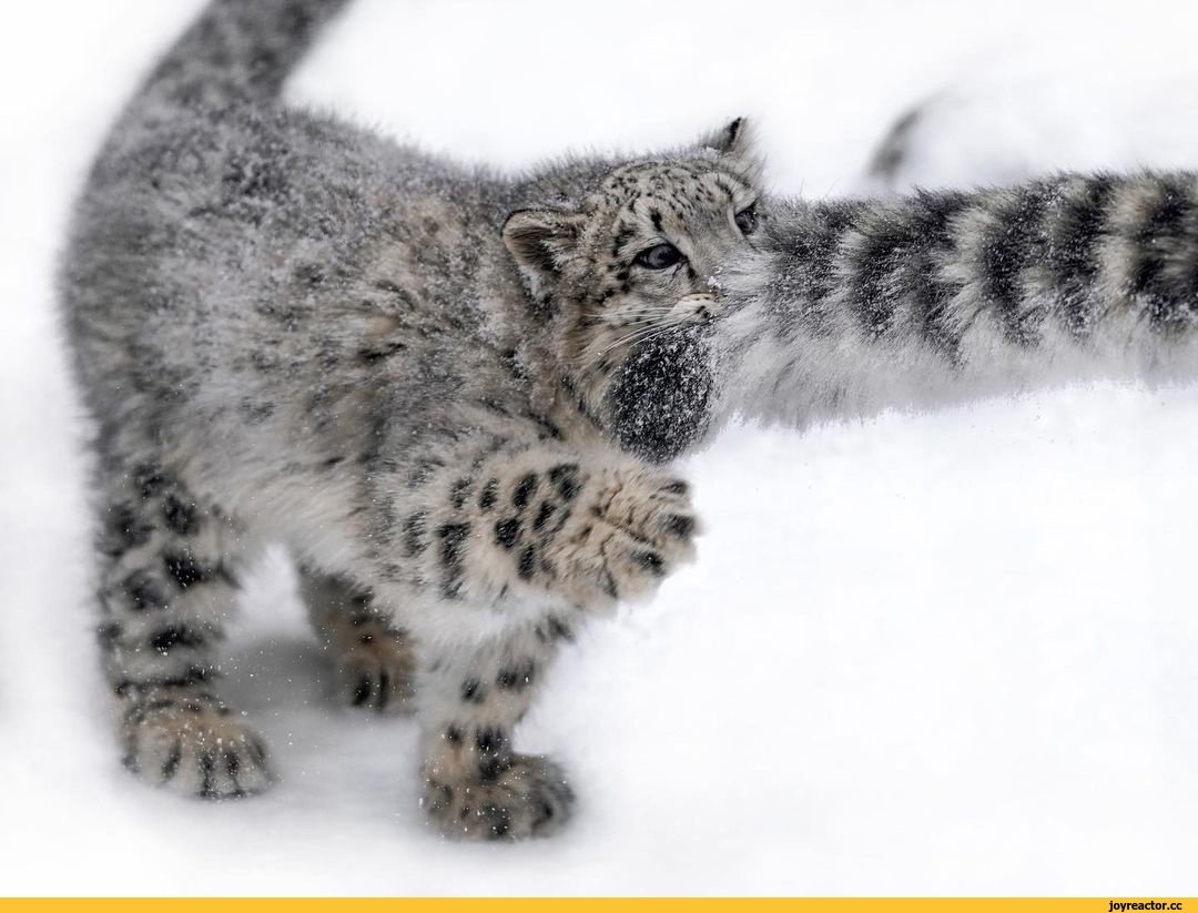 Ирбис хвост