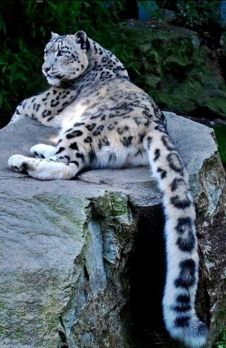 Снежный Барс Ирбис