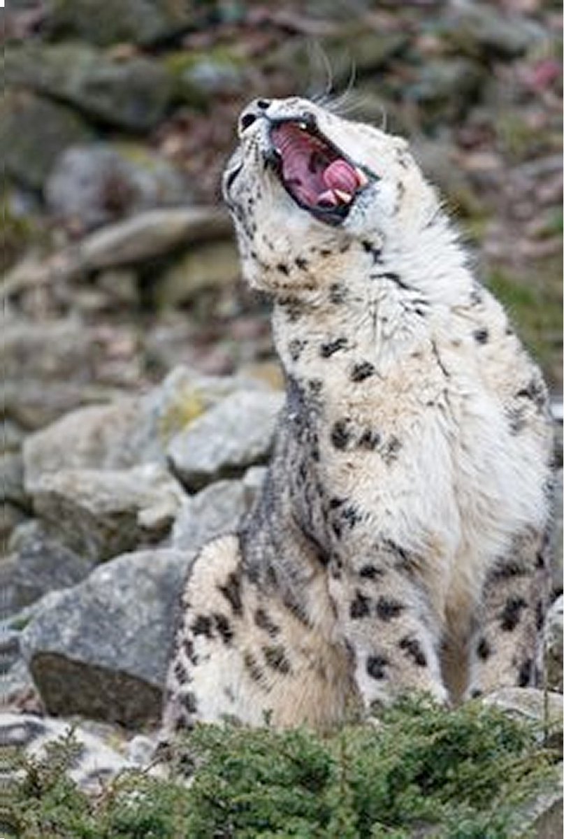 Снежный Барс (Ирбис, снежный леопард)