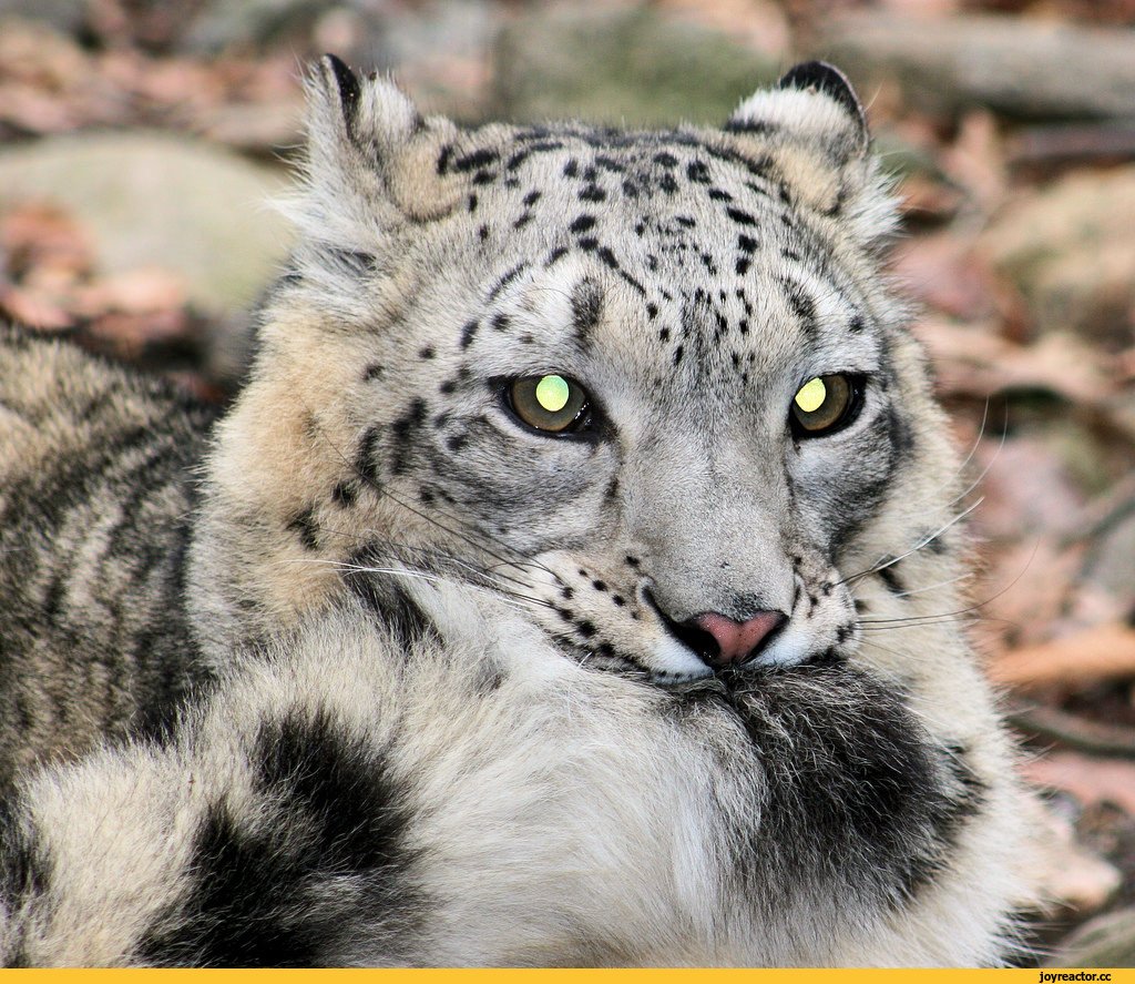 Снежный Барс (Ирбис, снежный леопард)