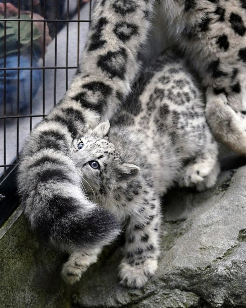 Снежный Барс хвост