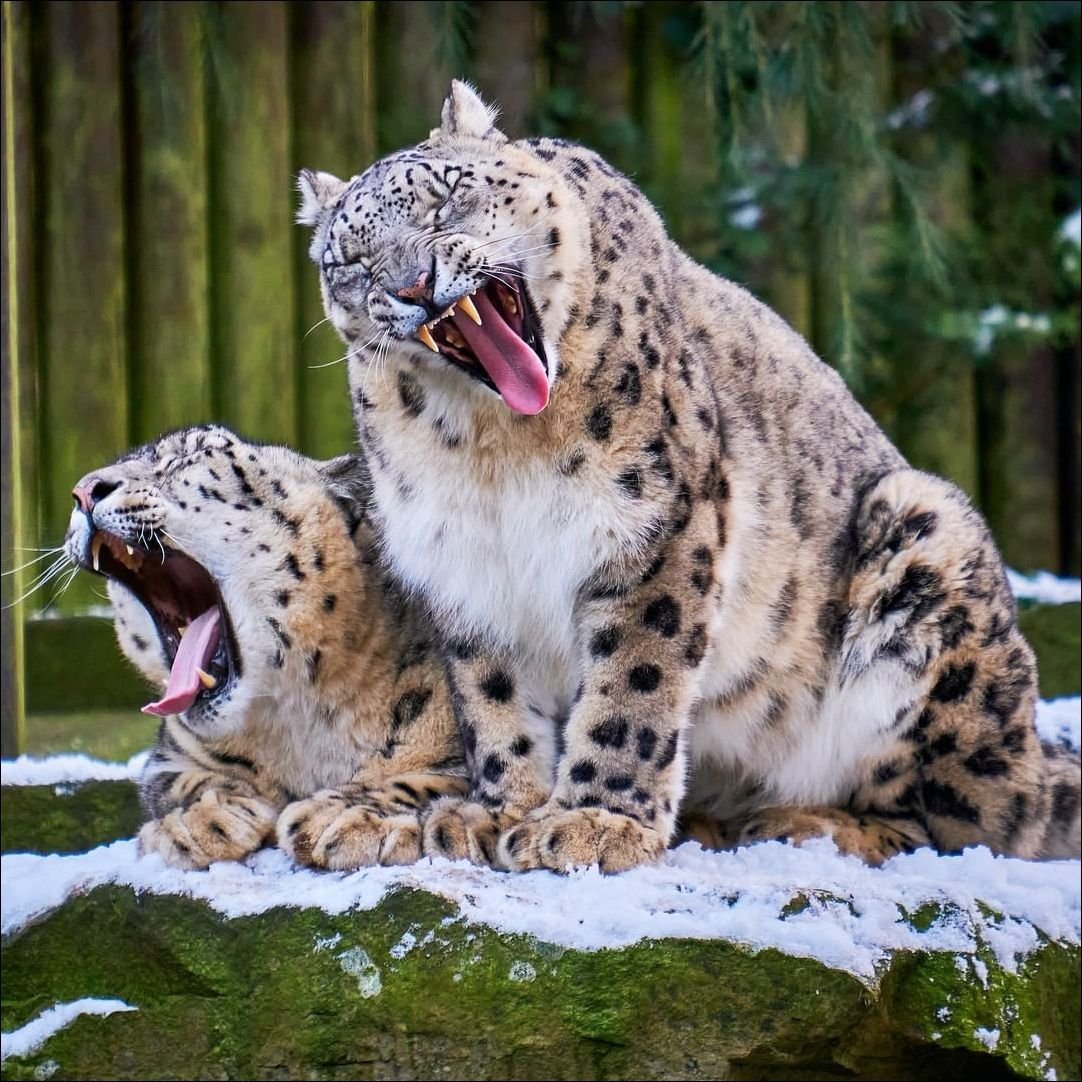 Снежный Барс смешной