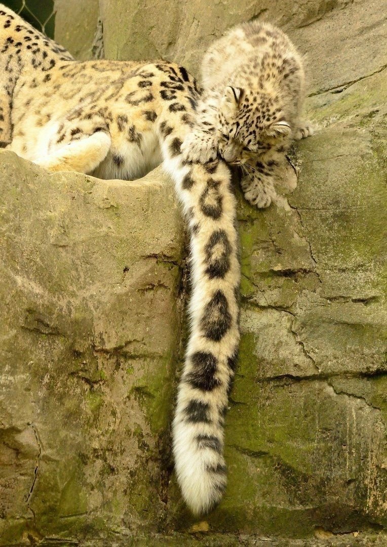 Дымчатый леопард хвост