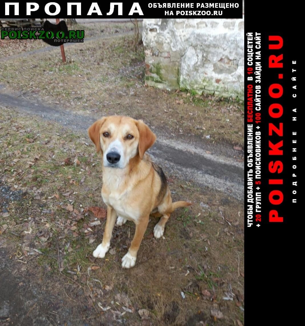 Пропажа собаки