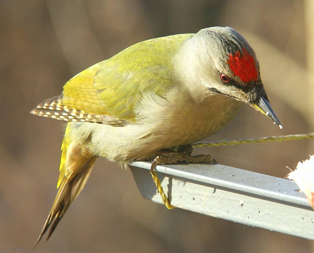 Птица зеленый дятел