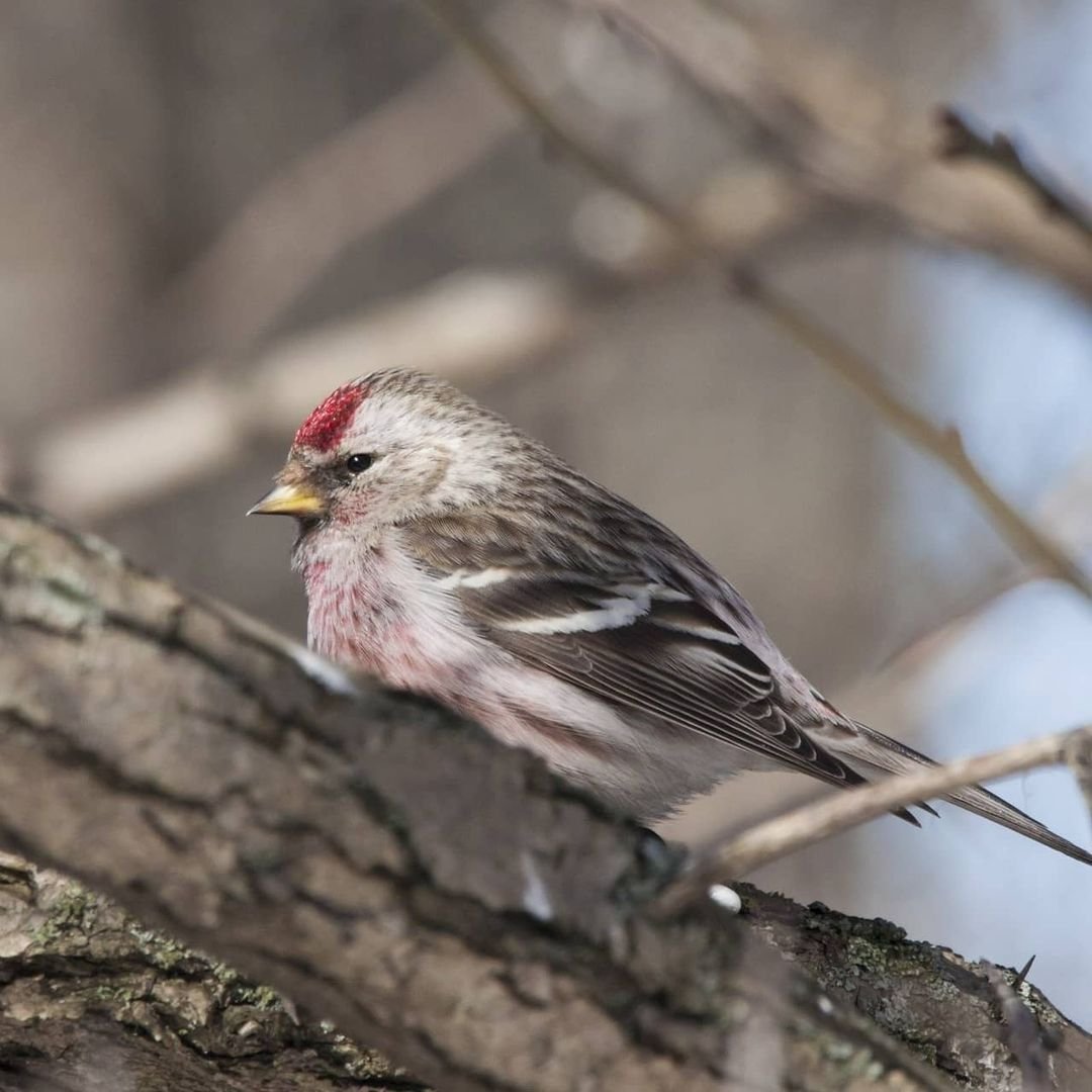 Зеленая птица с красным пятном на голове