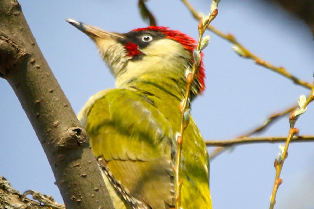 Зелёный дятел редкий вид?