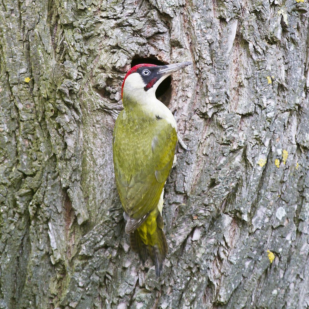 Лунь Луговой зеленый дятел