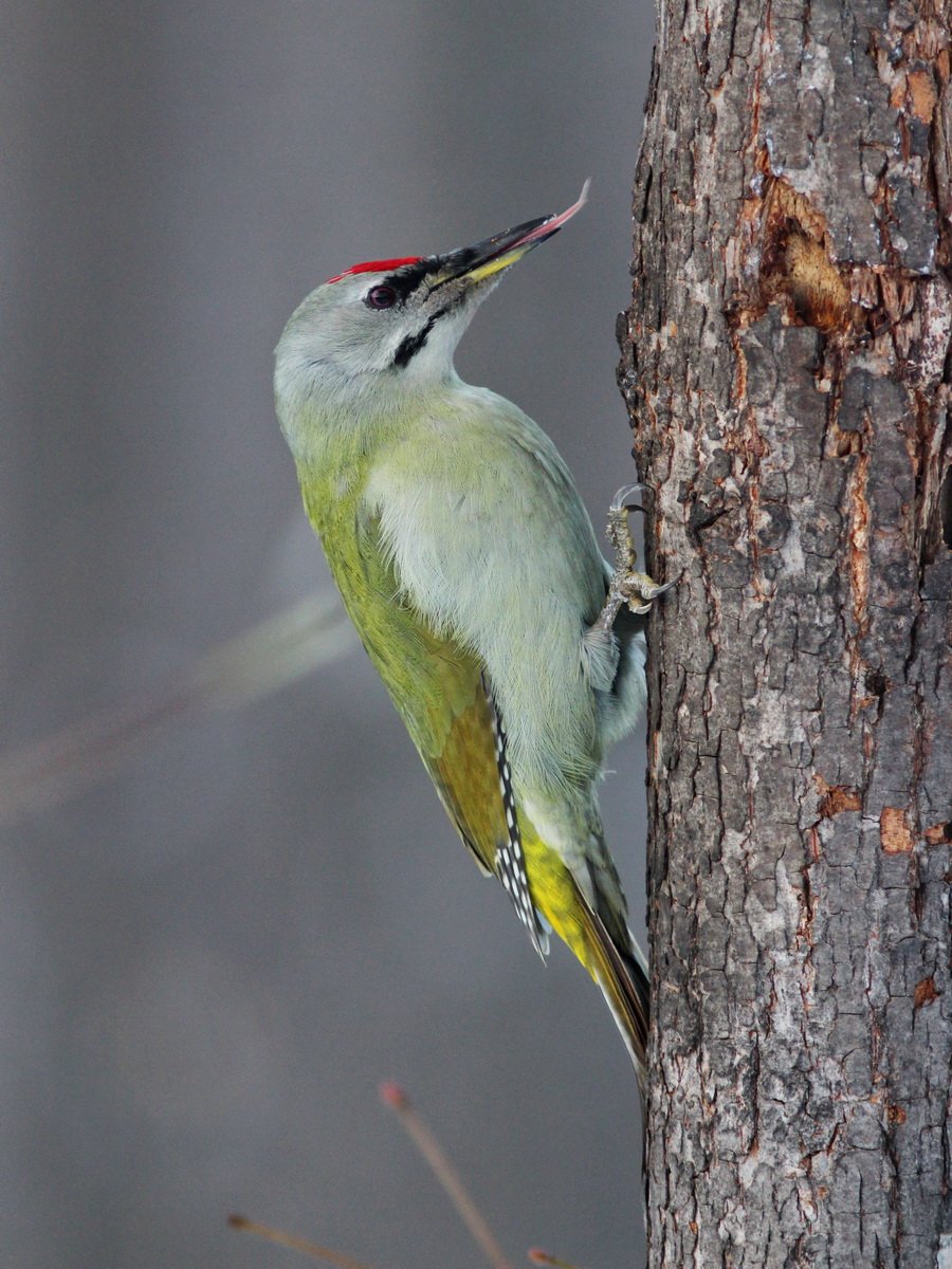 Седой дятел (Picus canus)