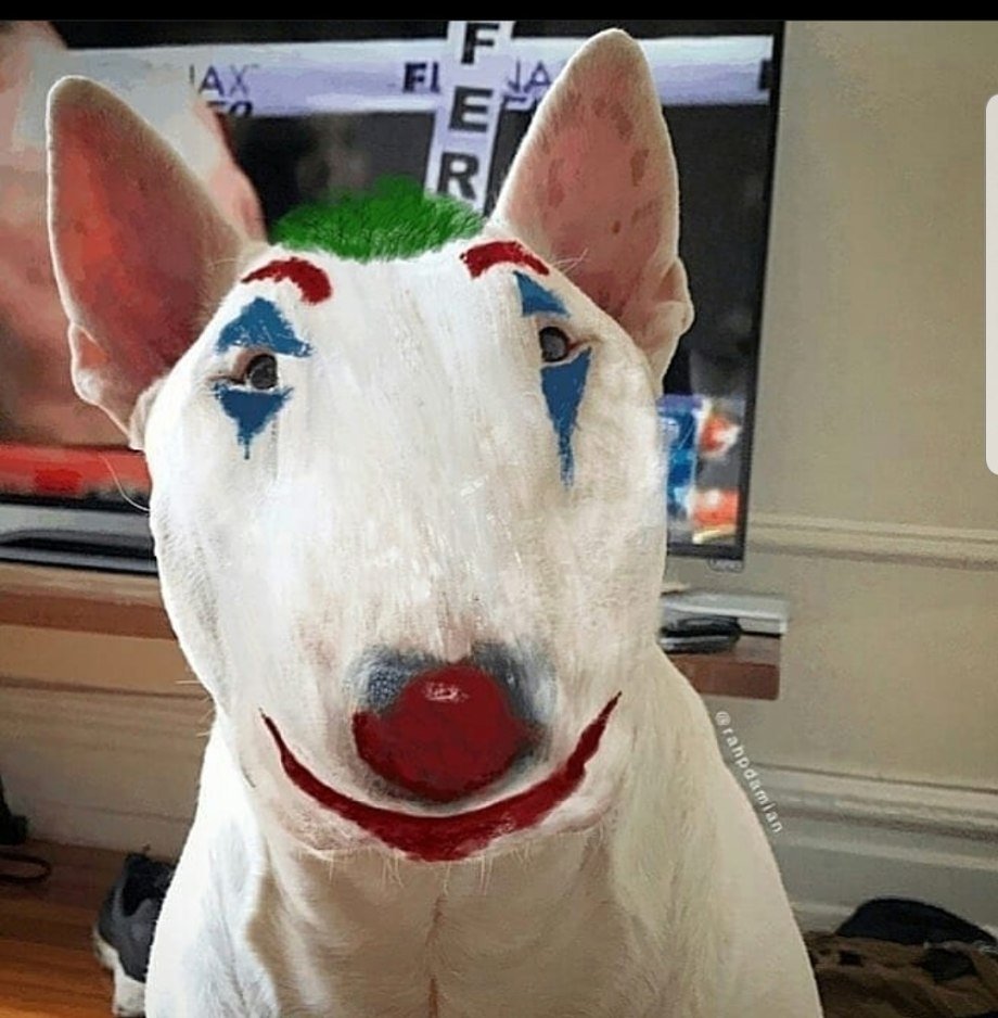 Псина сутулая прикол