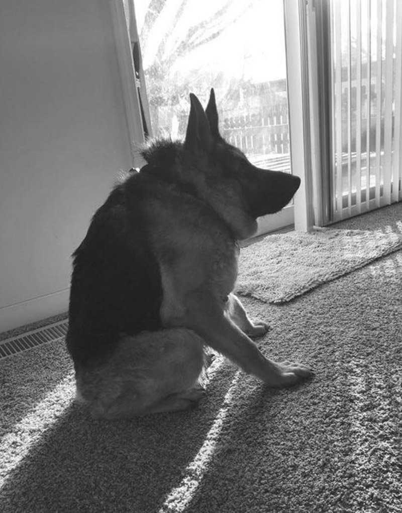 Немецкая овчарка Квазимодо