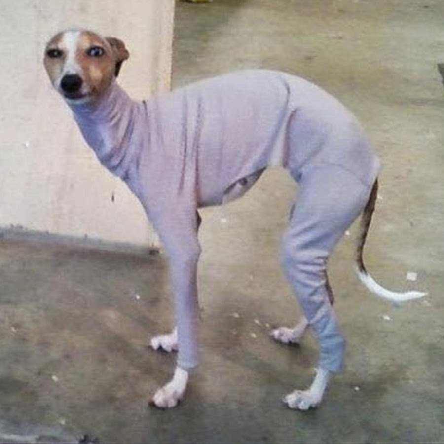 Плешивая сутулая собака