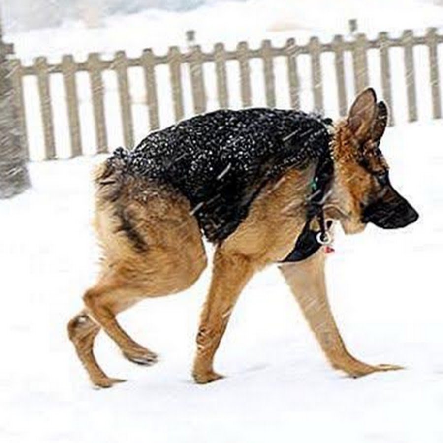 Короткая овчарка