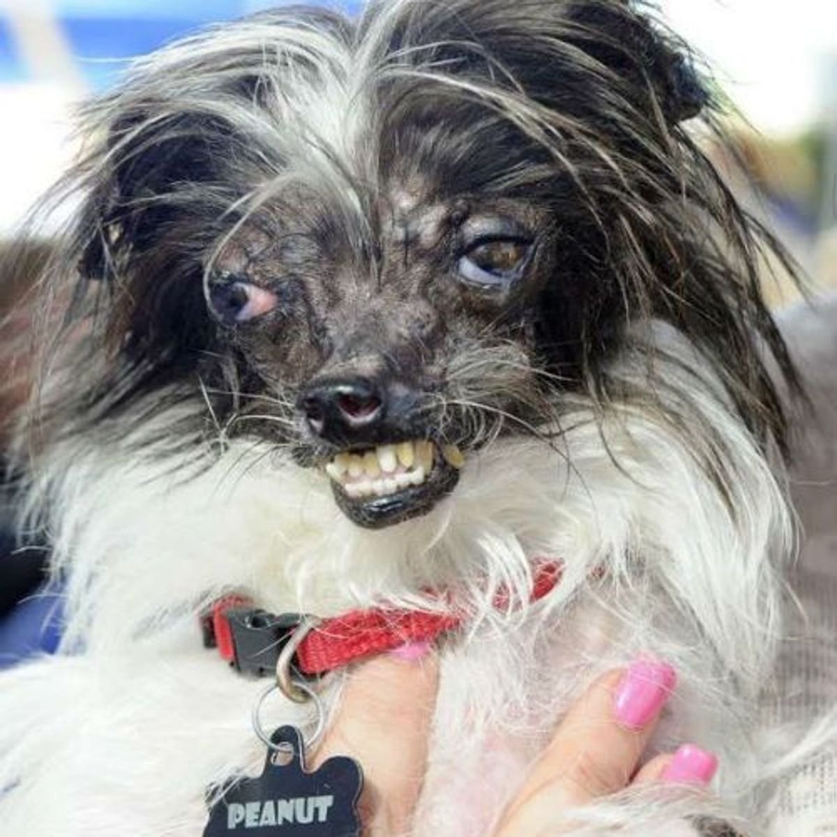 Китайская хохлатая сутулая