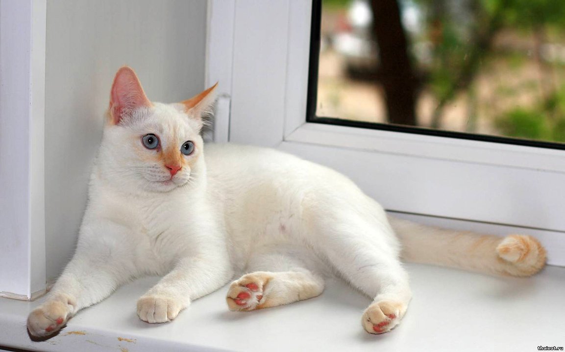 Тайская кошка ред Пойнт котенок