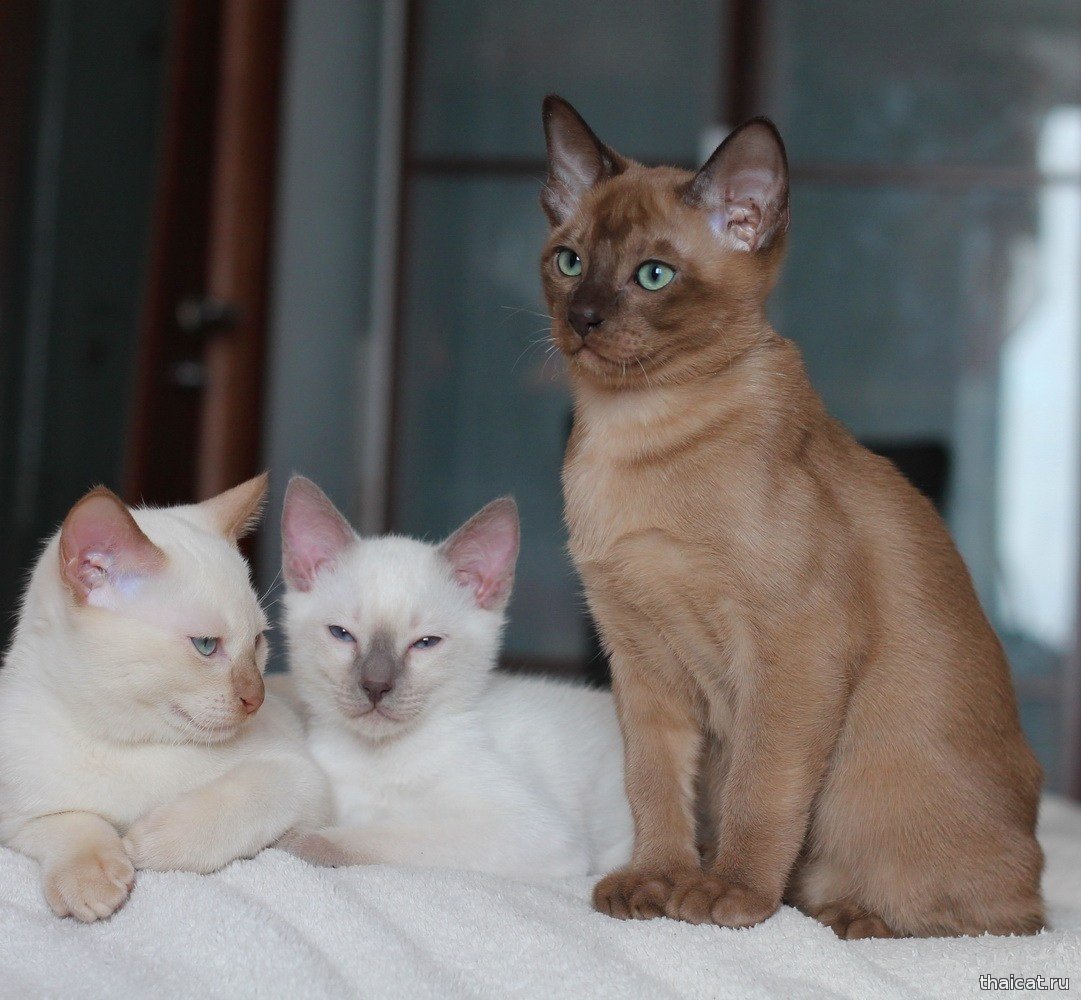 Циннамон Пойнт тайская