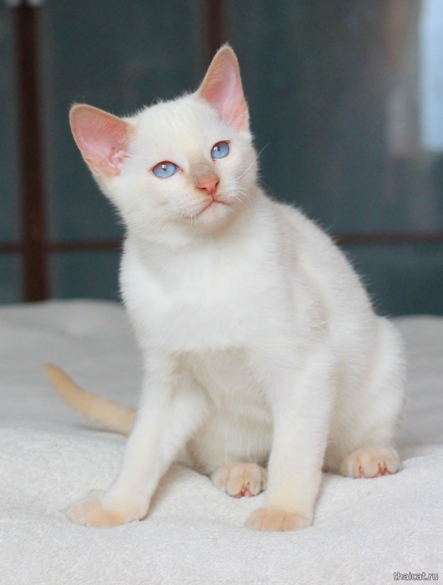Тайский кот ред Пойнт