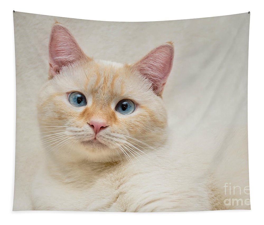 Тайская кошка ред Пойнт