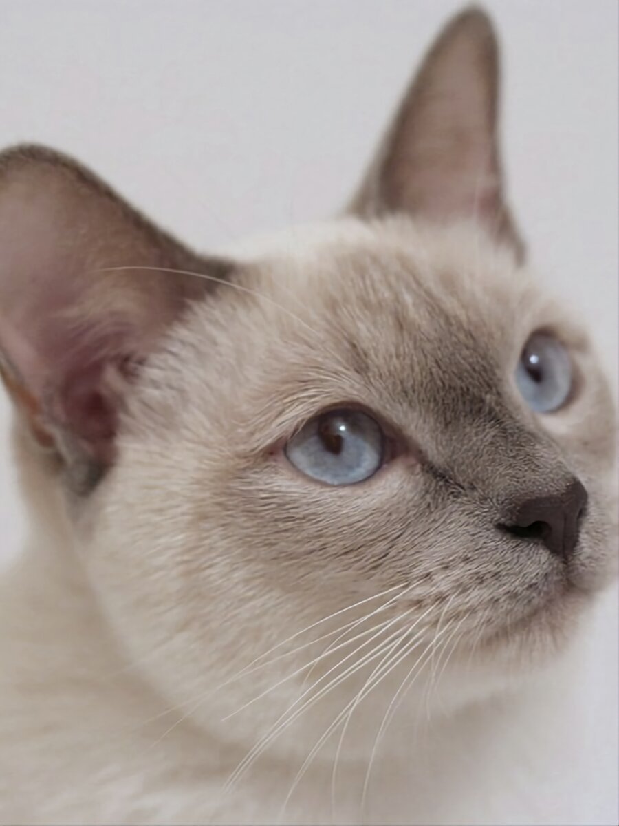 Тайская кошка Лайлак Пойнт