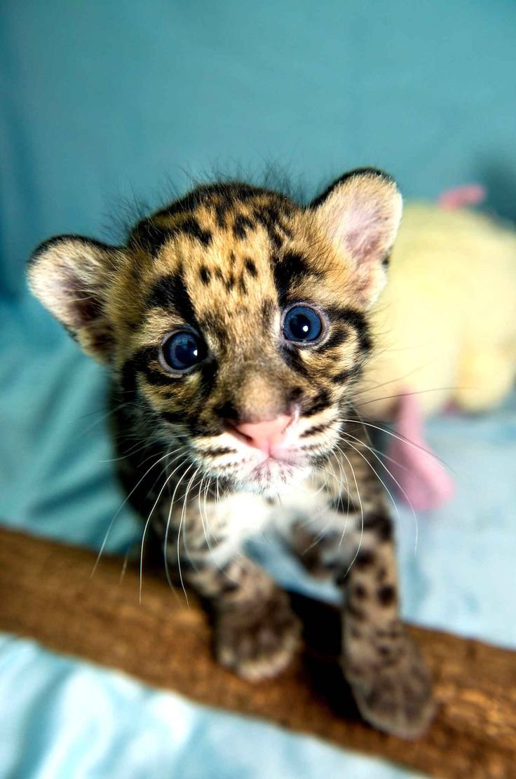 Дымчатый леопард котенок