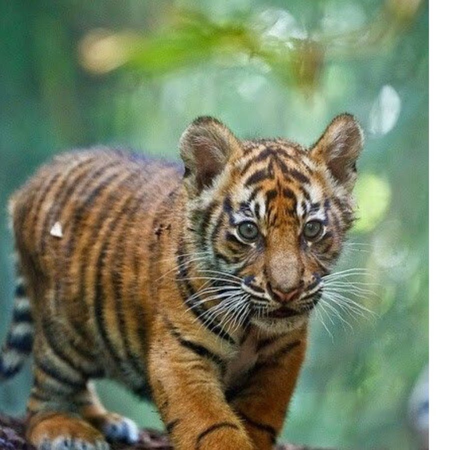 Красивый Тигренок