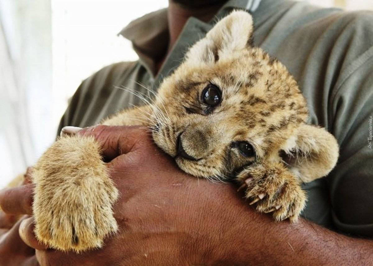 Маленький Львенок