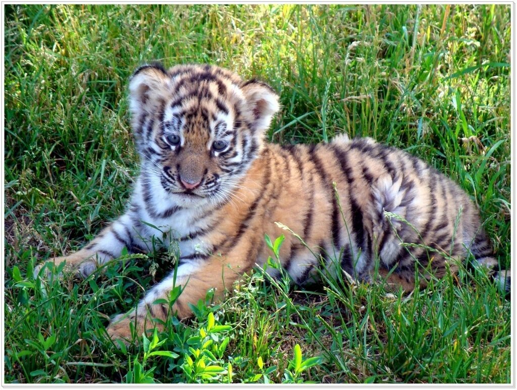 Амурский тигр маленький