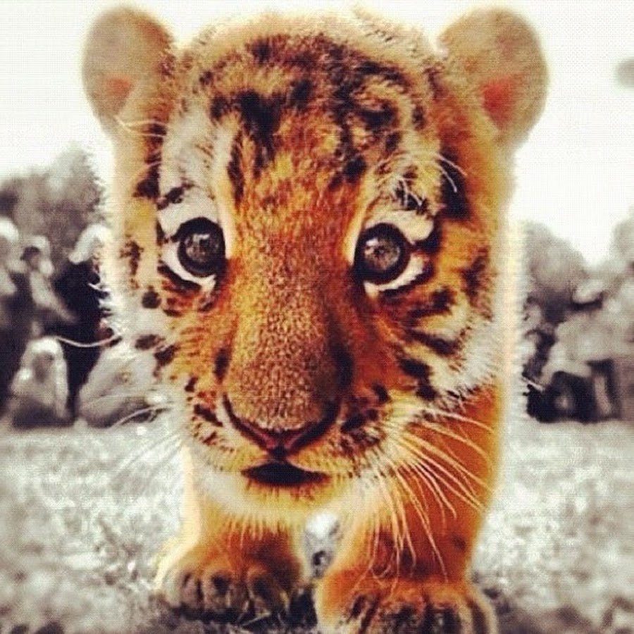 Забавные тигрята