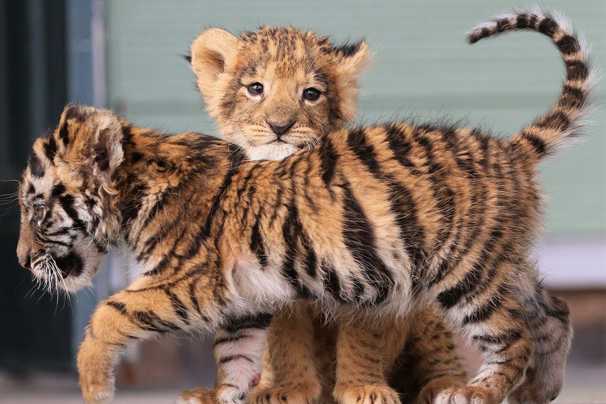 Амурский тигр маленький