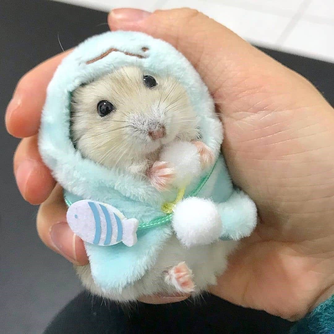 Одежда для хомячков