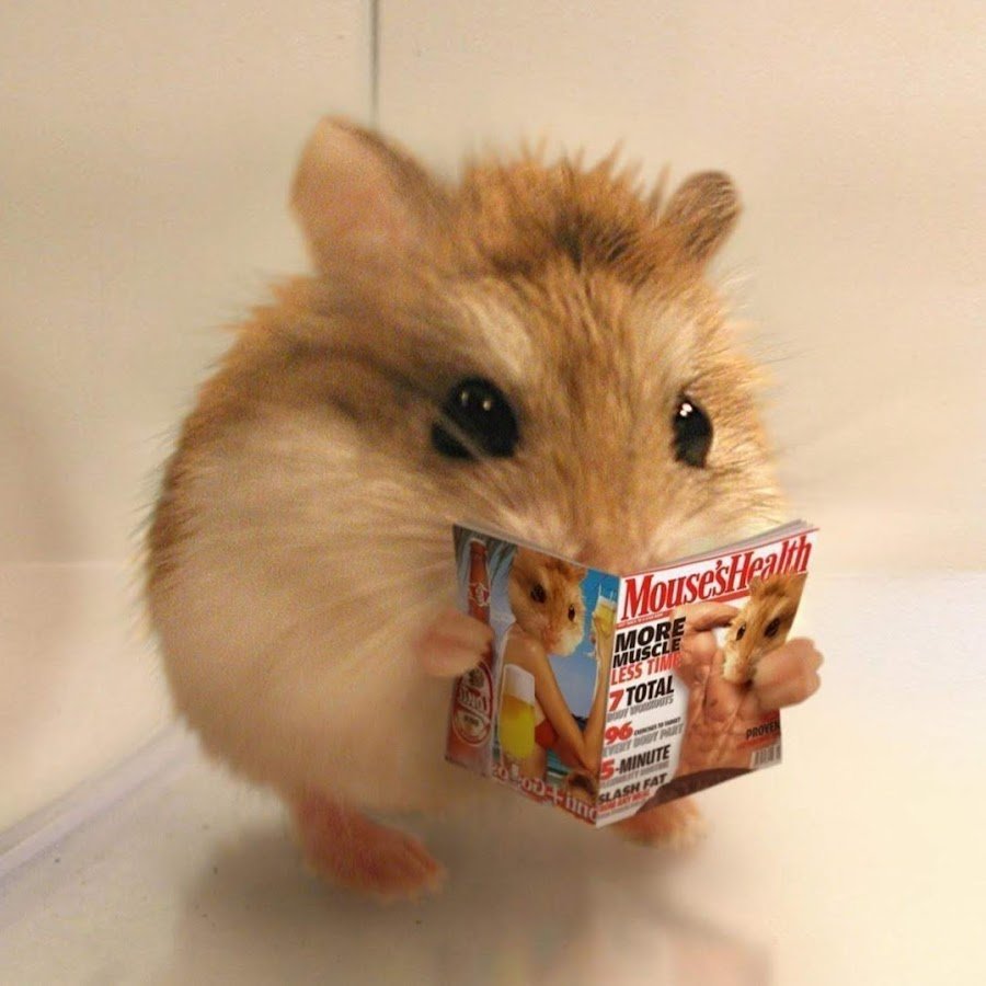 Смешные хомяки