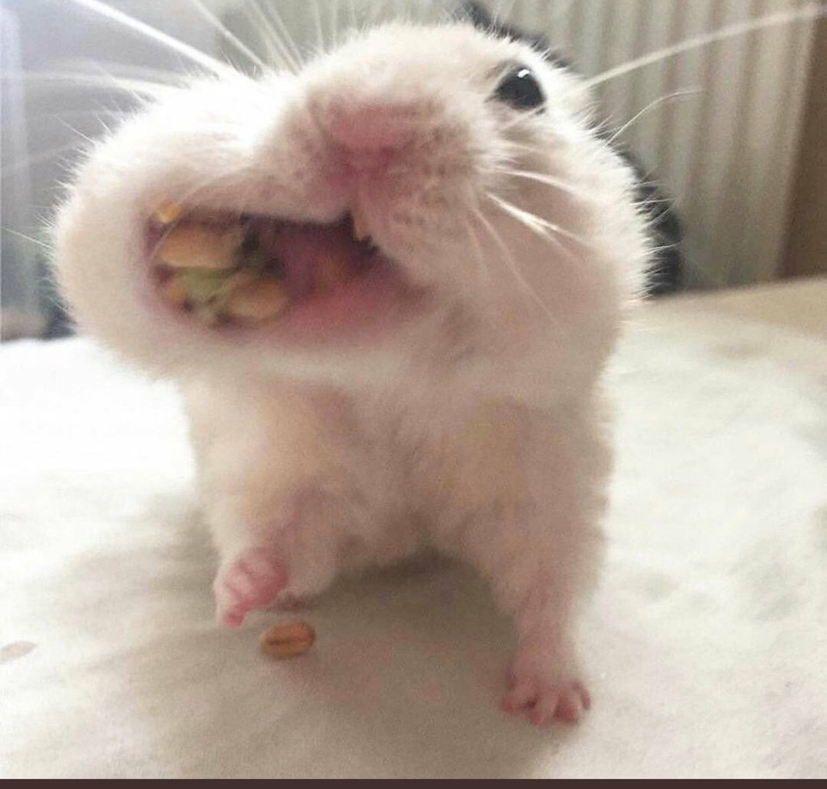 Хомяк набил щеки