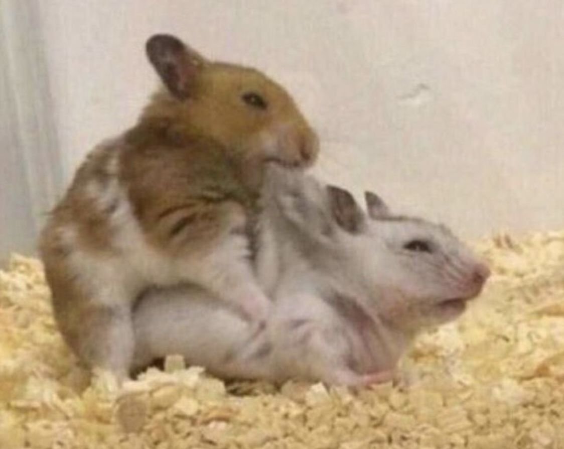 Пикчи с хомяками