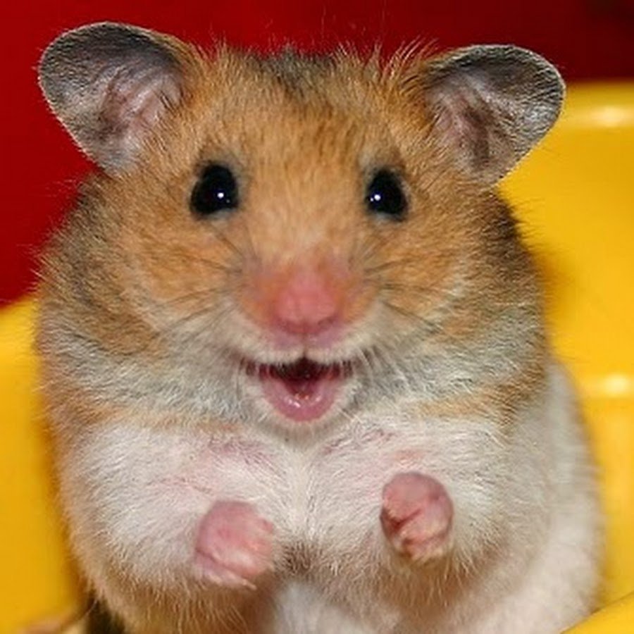 Хомяк прикольный