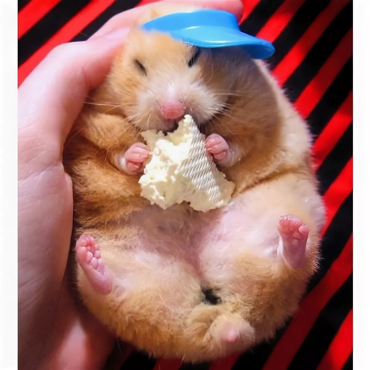 Смешных хомяков