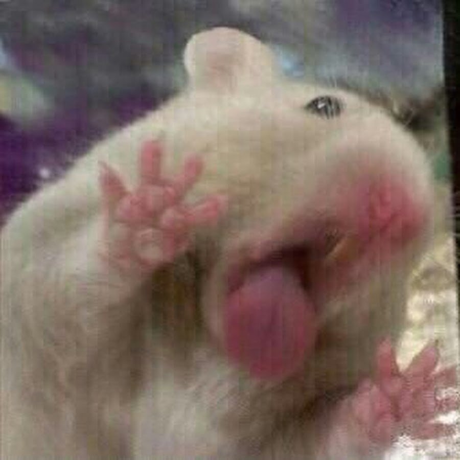 Хомяк облизывающий стекло