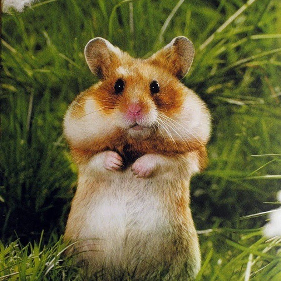 Хомяк щекастый