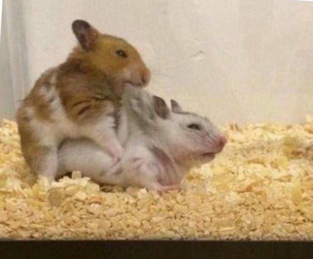 Два хомяка