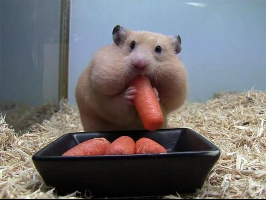 Смешные хомячки