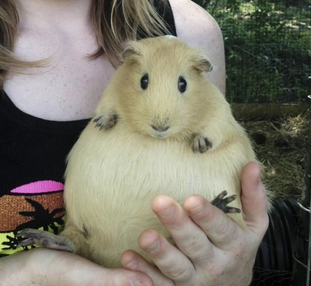 Самый большой хомяк