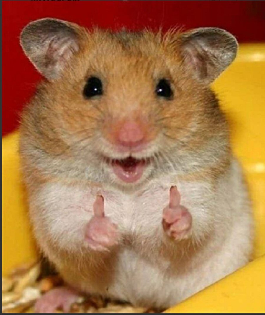 Довольный хомяк
