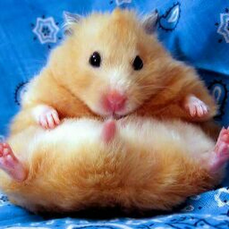 Хомяк сидит