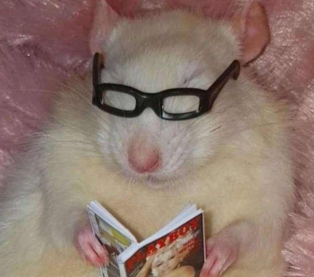 Хомячок в очках